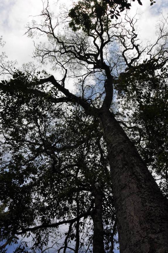 Uma enorme e centenária árvore em área de floresta da Chapada dos Guimarães, no Mato Grosso
